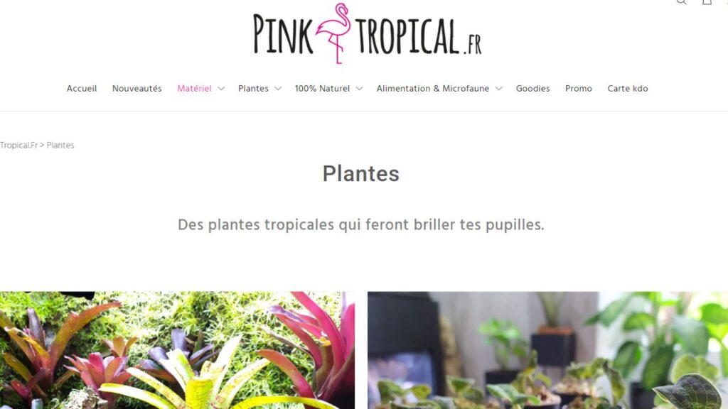 pink tropical livraison achat sites plantes