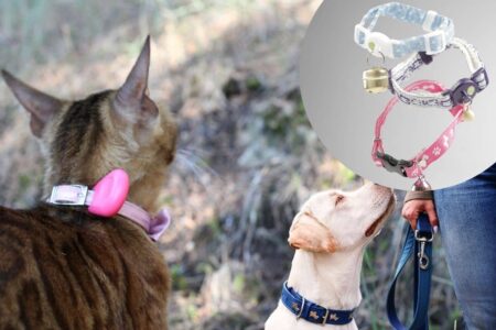 Des colliers GPS pour animaux