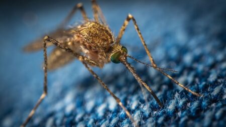 durée de vie moustique top faits moustiques (4)