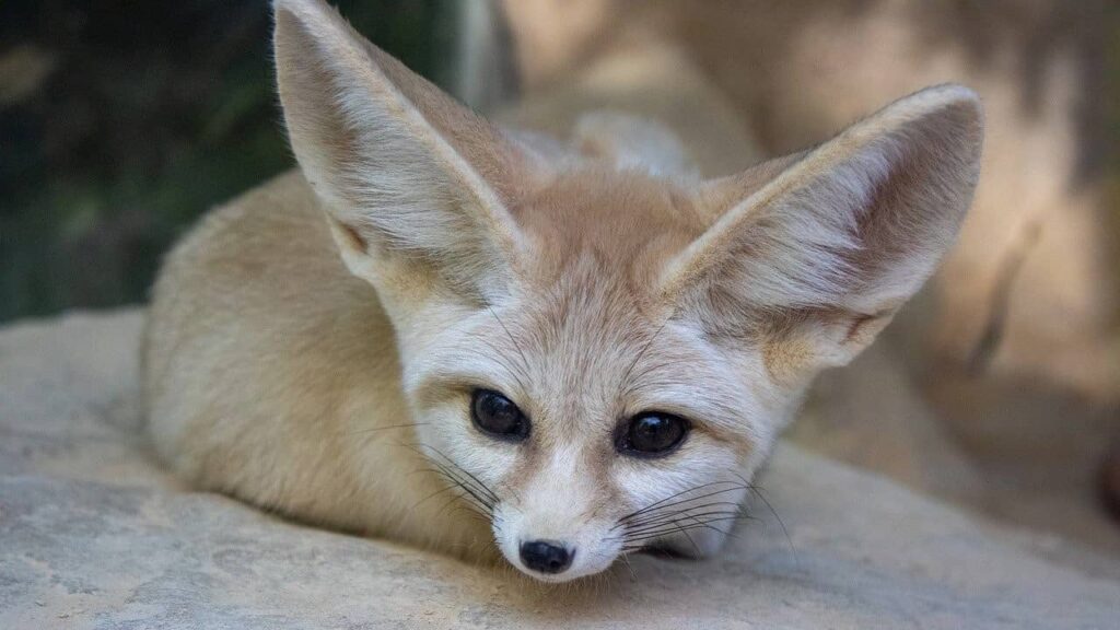 Fennec (1)