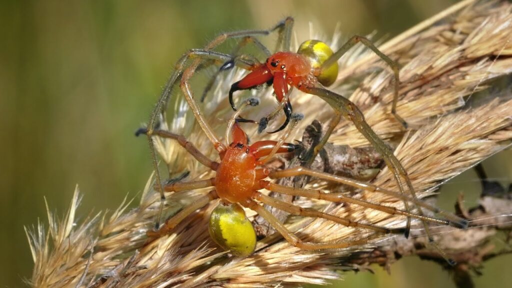 Yellow-sac-spider