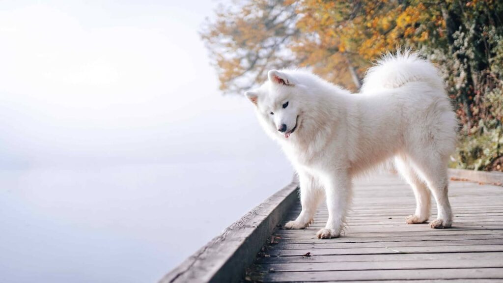 animaux-de-compagnie-samoyede (1)