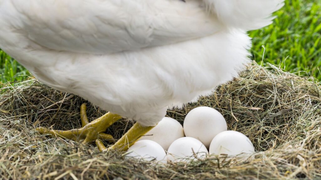 astuce faire pondre poules