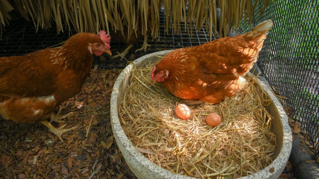 faire pondre poules