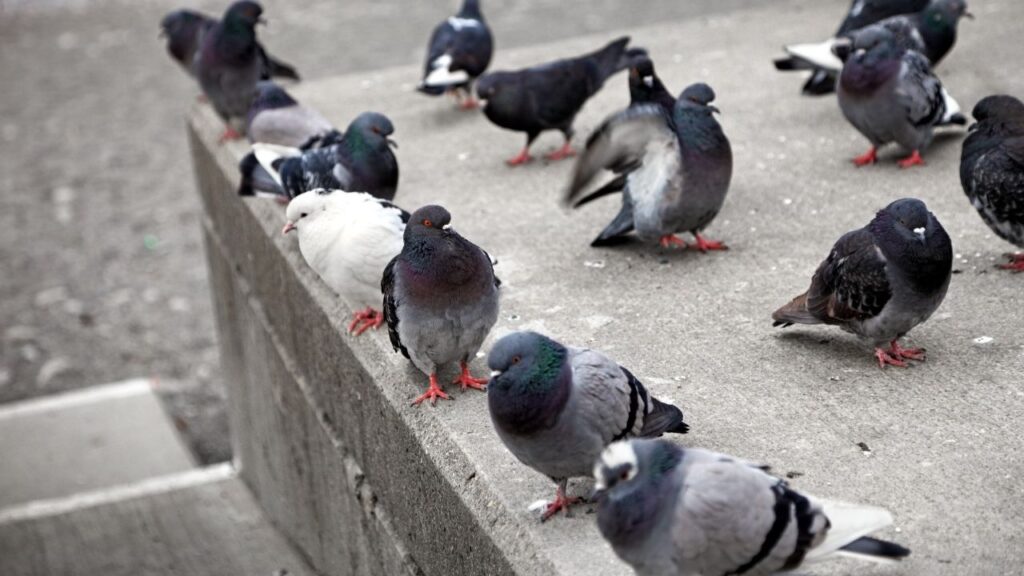 pigeons