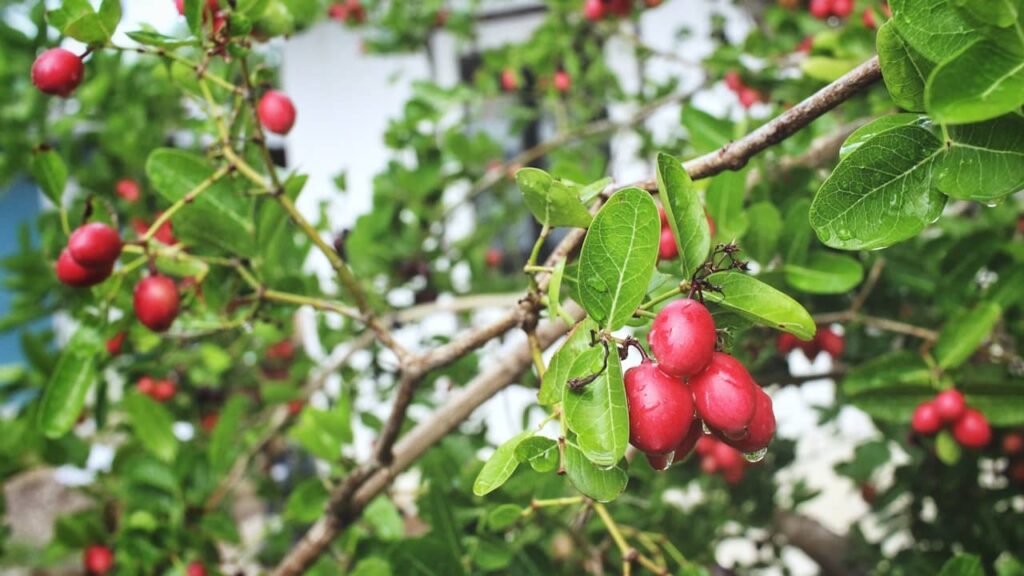 baie du miracle fruit arbre