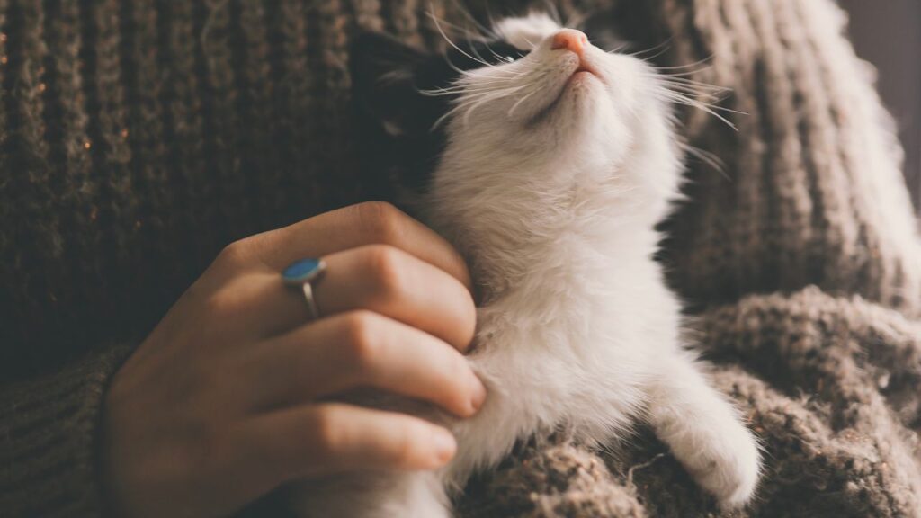 caresse électricité statique chat