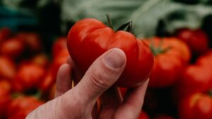 tomates grossir