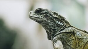 top-mythes-sur-les-reptiles (1)