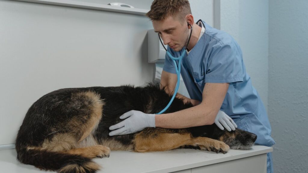 chien malade veterinaire