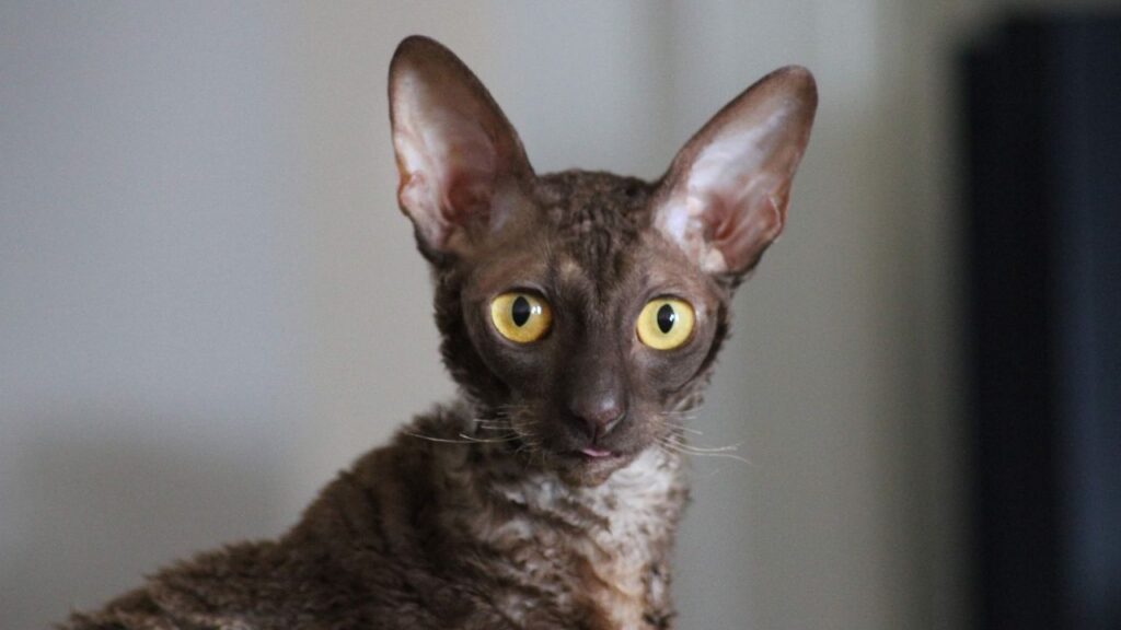 Cornish Rex