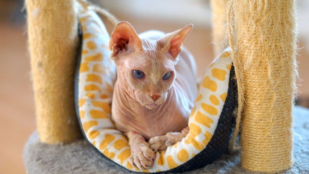 allergique poils chat sphynx