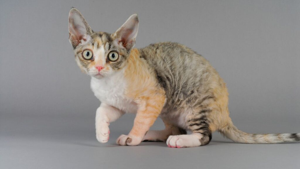 chat Devon Rex